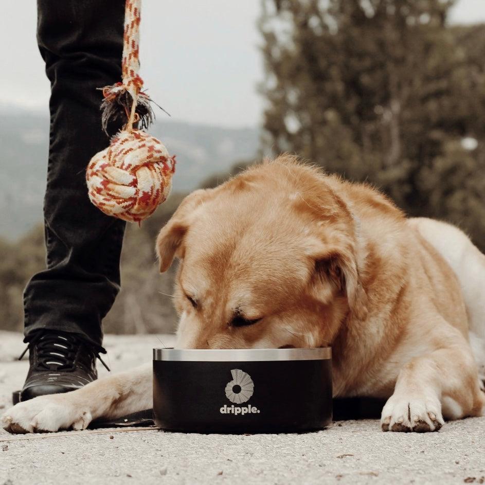 Dripple™ Pet Bowls - dripplelb